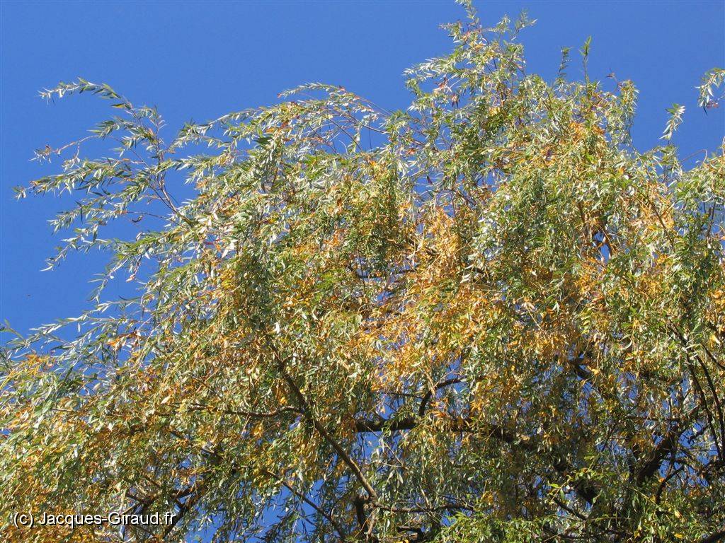 2005-10-28 13-38-15 DeYeuro 112,7mm 1_200_eme F6,3.JPG